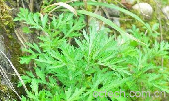 穷菜的功效与作用 穷菜的食用方法-0