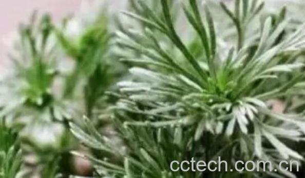 穷菜的功效与作用 穷菜的食用方法-1