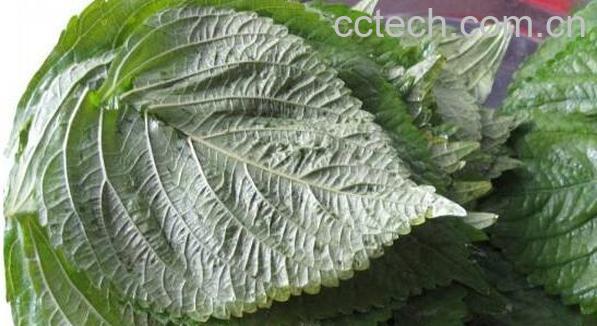 白苏叶和紫苏叶的区别-1