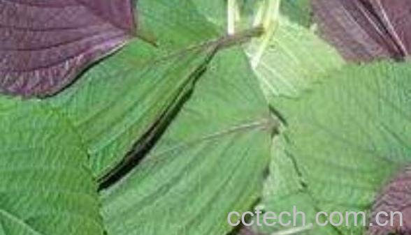 白苏叶和紫苏叶的区别-0