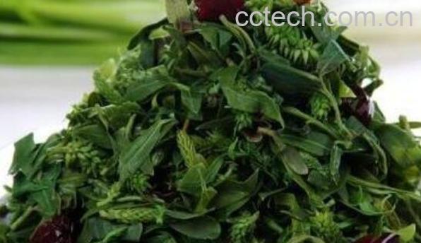 刺儿菜怎么吃 刺儿菜的吃法大全-1