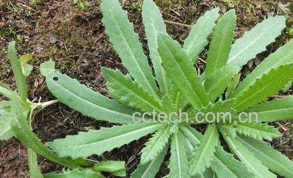 刺儿菜的功效与作用 吃刺儿菜的好处-0