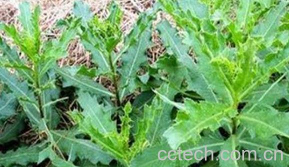 刺儿菜的功效与作用 吃刺儿菜的好处-1