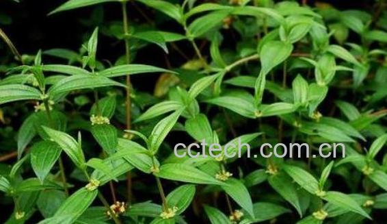 野生人仙菜的功效与禁忌-0