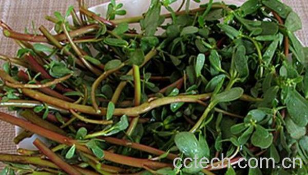 杀死癌细胞最狠的野菜 说说哪些野菜能杀死癌细胞-1