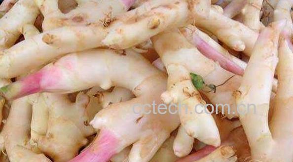 竹根姜的做法与吃法-0