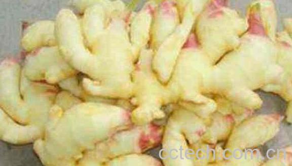 竹根姜的做法与吃法-1