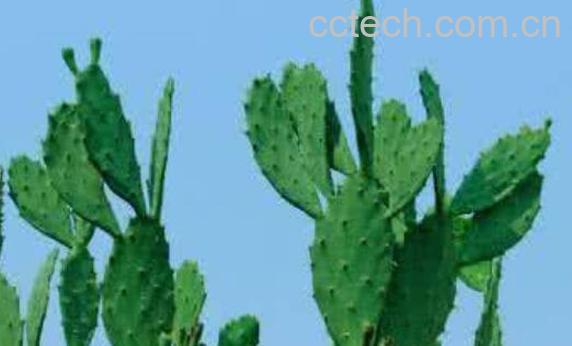 仙人片的作用与功效-0