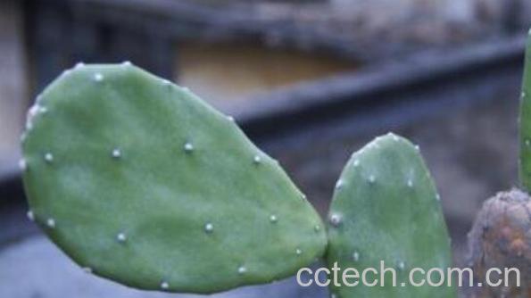 仙人片的作用与功效-1