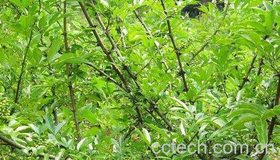 青刺尖做菜怎么吃 青刺尖的食用方法-0