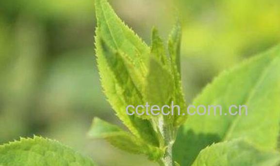 青刺尖做菜怎么吃 青刺尖的食用方法-1