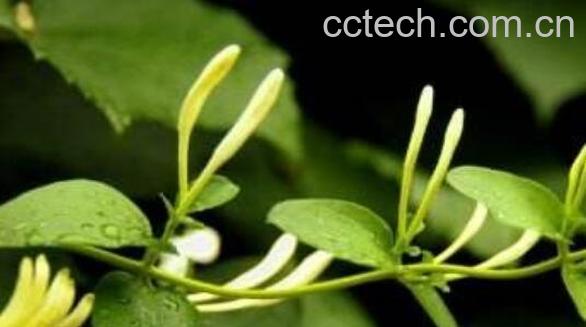 青刺尖的功效与作用 青刺尖的药用价值-1