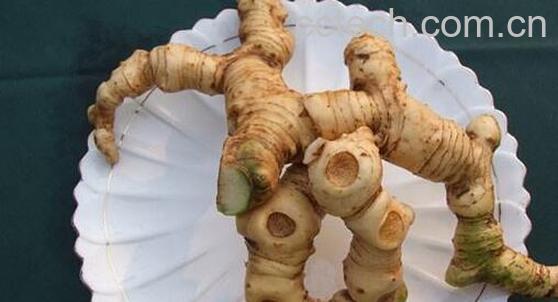 野枫树姜的功效与作用-1