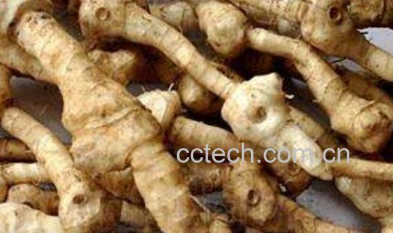 野枫树姜的功效与作用-0