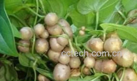 零余子的功效与作用-0