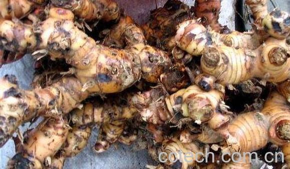 乌野山姜的功效与作用-0