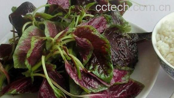 红汗菜怎么煮 红汗菜怎么做好吃-1