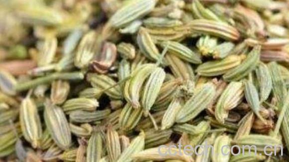 小茴香籽怎么吃 小茴香籽的食用方法-1