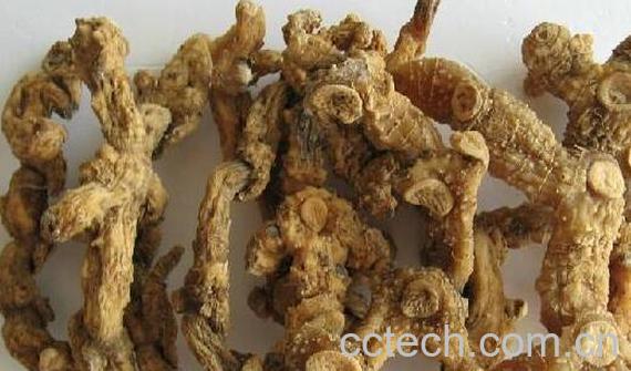 野山姜和黄精区别 黄精的功效与作用-1