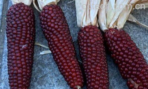 红玉米的功效与作用 红玉米为什么不可以吃-1