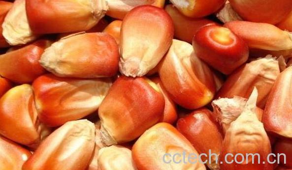 红玉米的功效与作用 红玉米为什么不可以吃-0