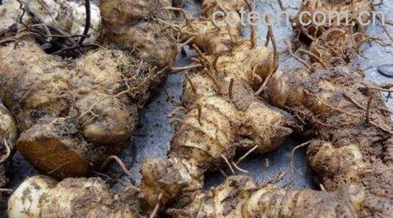 野山姜与野生姜的区别 吃野山姜的好处-0