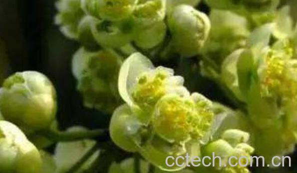 山胡椒花怎样腌制好吃-1