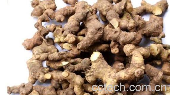 野山姜与野生姜的区别 吃野山姜的好处-1