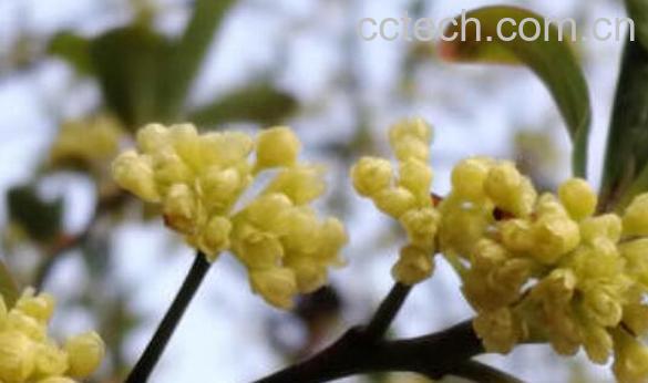 山胡椒花怎样腌制好吃-0