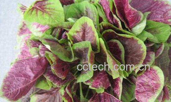 红苋菜的功效与作用 红苋菜哪些人不适合吃-0