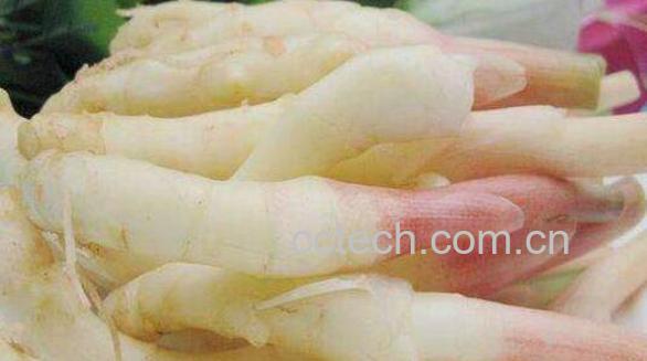 红心姜的功效与作用-0