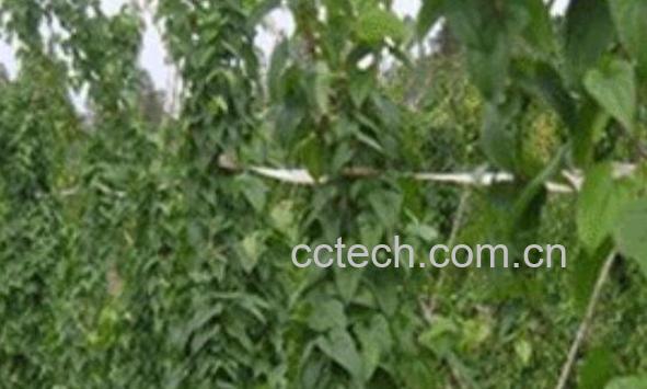 山药藤怎么吃 山药藤的食用方法-1