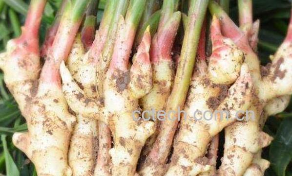 红心姜的功效与作用-1