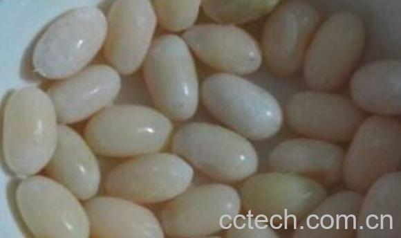 甲鱼蛋怎么吃 甲鱼蛋怎么做好吃-0