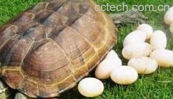 乌龟蛋的功效与作用-0
