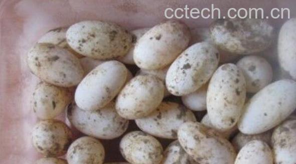 乌龟蛋的功效与作用-1