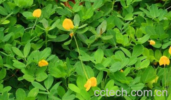 花生秧的功效与作用 花生秧的药用价值-0