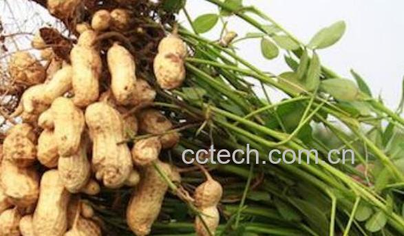 花生秧的功效与作用 花生秧的药用价值-1