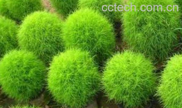 扫帚草的吃法 扫帚草的食用方法-0