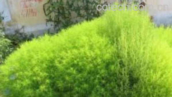 扫帚草的吃法 扫帚草的食用方法-1