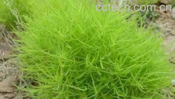 扫帚草的功效与作用 扫帚草的禁忌-0