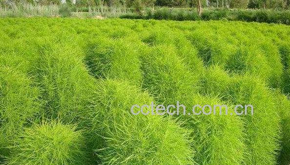 扫帚草的功效与作用 扫帚草的禁忌-1