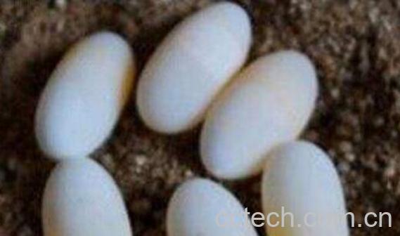 甲鱼蛋的功效与作用 甲鱼蛋的副作用-0