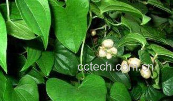 山药藤的功效与作用 山药藤的禁忌-1