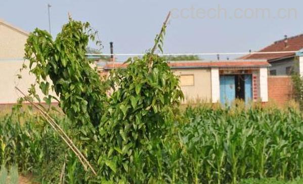 山药藤的功效与作用 山药藤的禁忌-0