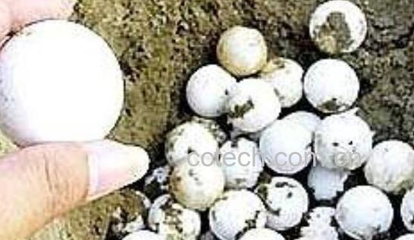 甲鱼蛋的功效与作用 甲鱼蛋的副作用-1