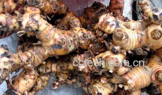 野山姜的功效与作用-0