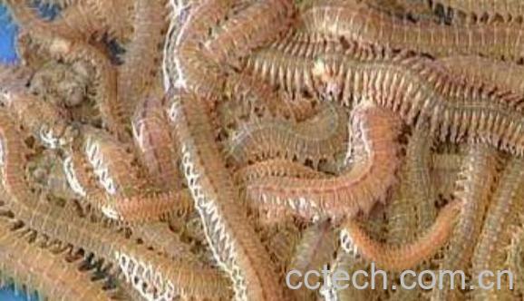 沙蚕的功效与作用 沙蚕的营养价值-1