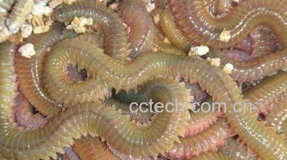 沙蚕的功效与作用 沙蚕的营养价值-0