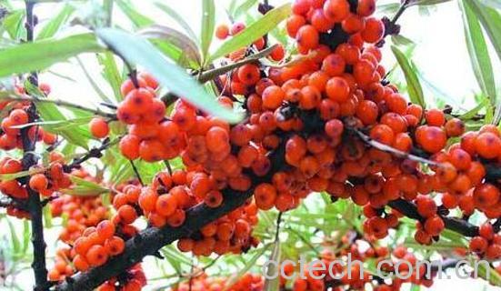 沙棘籽油的功效与作用 沙棘籽油怎么吃-1